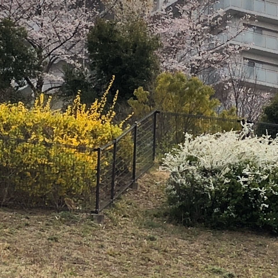 キミちゃんさんが投稿した画像の画像