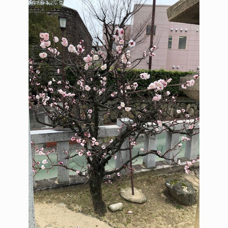 マカロンさんが投稿した打出駅に関する口コミの画像