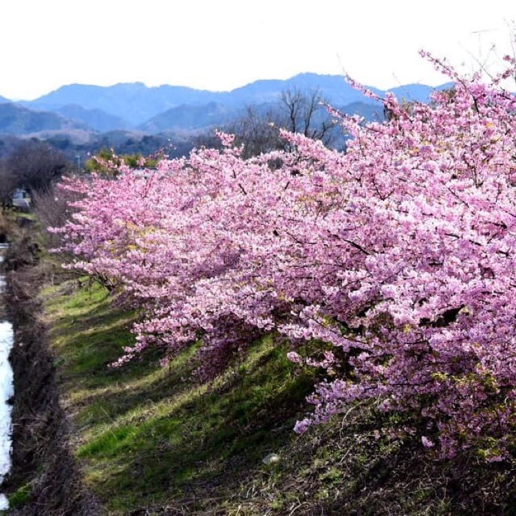 ＤＪゴン太さんが投稿した飛鳥川に関する口コミの画像