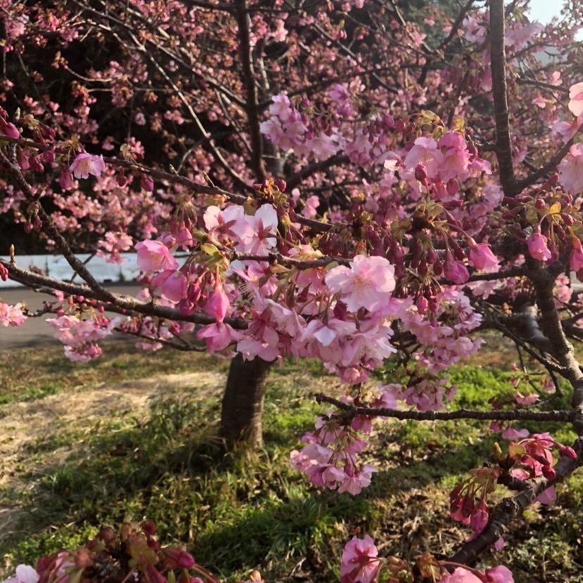 aki_1018simanchu⭐︎さんが投稿した津久見市に関する口コミの画像