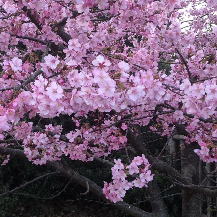aki_1018simanchu⭐︎さんが投稿した津久見市に関する口コミの画像
