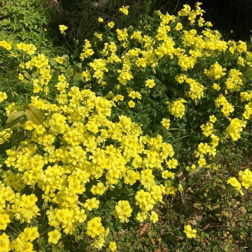 aki_1018simanchu⭐︎さんが投稿した津久見市に関する口コミの画像