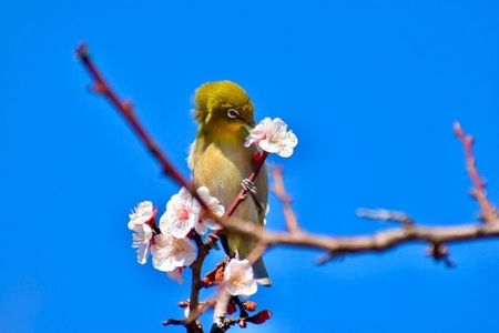 防府天満宮／うめ 8枚目