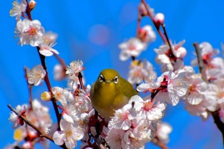 防府天満宮／うめ 7枚目