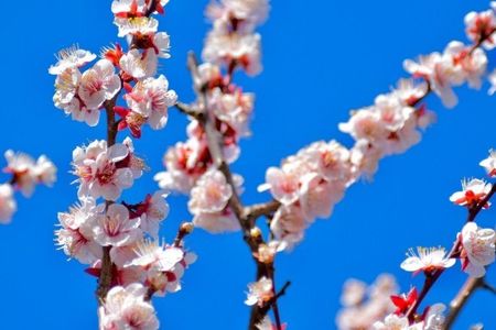 防府天満宮／うめ 6枚目