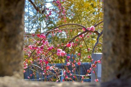 防府天満宮／うめ 5枚目