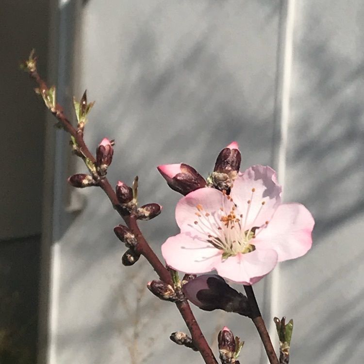 ぴーたんさんが投稿した日本一早いお花見ハウス桃園に関する口コミの画像