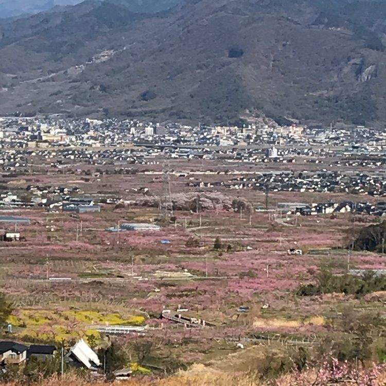 ぴーたんさんが投稿した日本一早いお花見ハウス桃園に関する口コミの画像