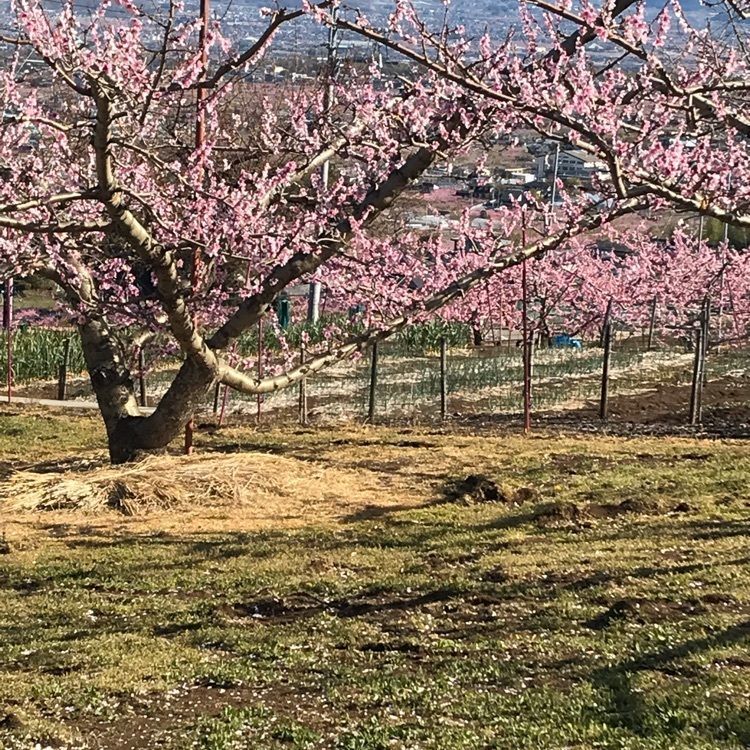 ぴーたんさんが投稿した日本一早いお花見ハウス桃園に関する口コミの画像