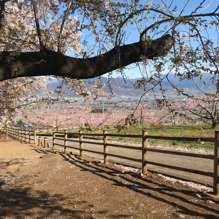 ぴーたんさんが投稿した日本一早いお花見ハウス桃園に関する口コミの画像