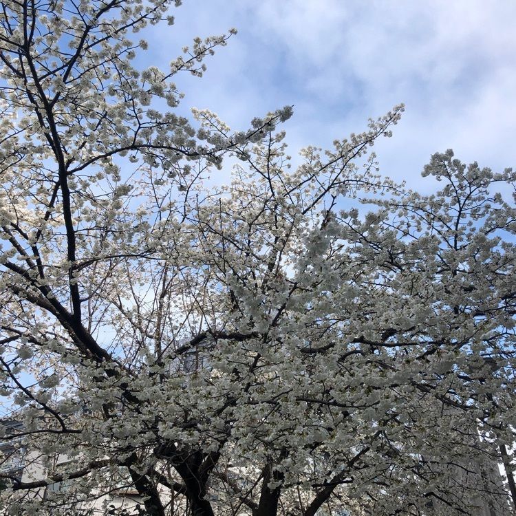 Akemiさんが投稿したリニューアル 豆厨 ゆばせい 大島店に関する口コミの画像