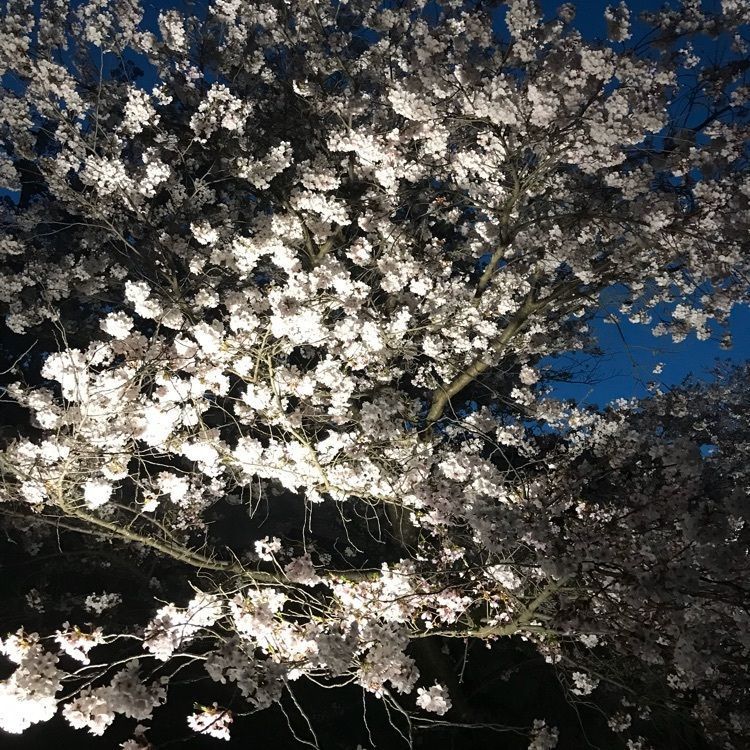 キングチェリーさんが投稿した西國寺に関する口コミの画像