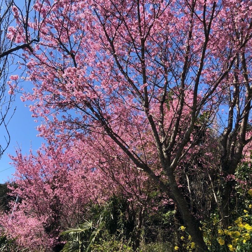 あなたに笑顔をさんが投稿したお山のたいしょう（おやまのたいしょう）に関する口コミの画像