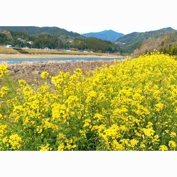 noraさんが投稿した森林セラピー川中自然公園コースに関する口コミの画像