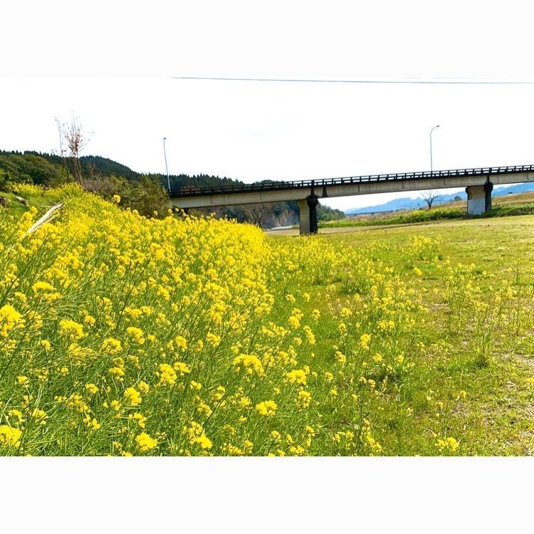 noraさんが投稿した森林セラピー川中自然公園コースに関する口コミの画像