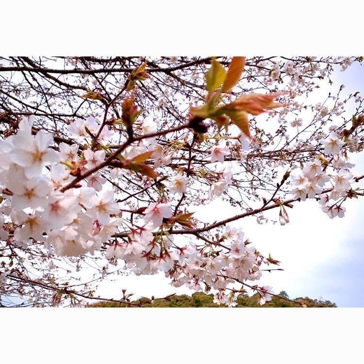 noraさんが投稿した自然休養村センター　綾川荘に関する口コミの画像