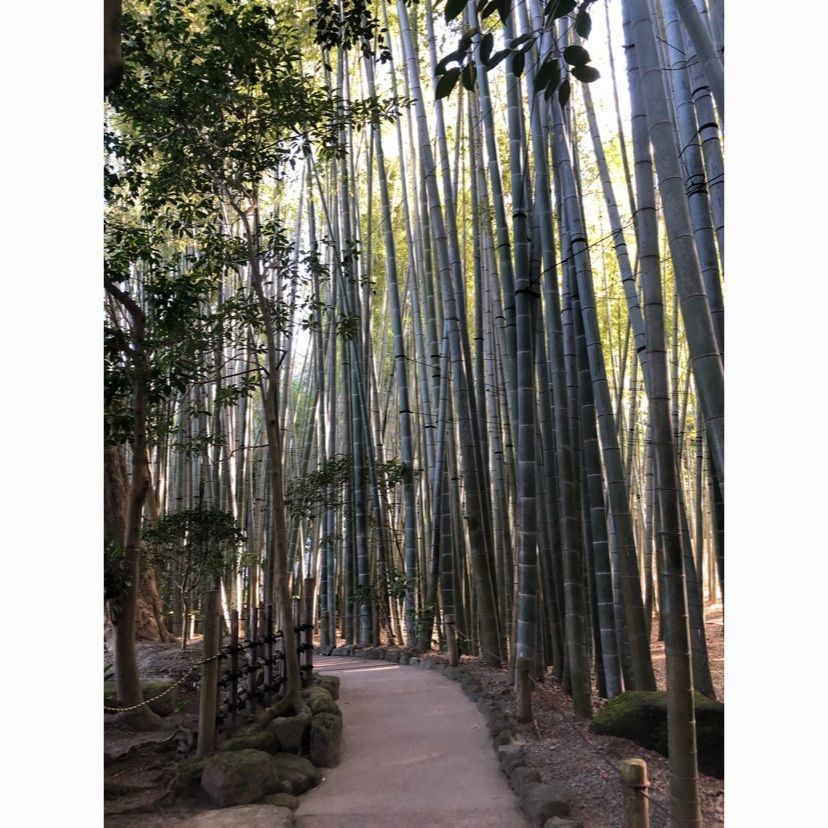 gyuさんが投稿した報國寺に関する口コミの画像