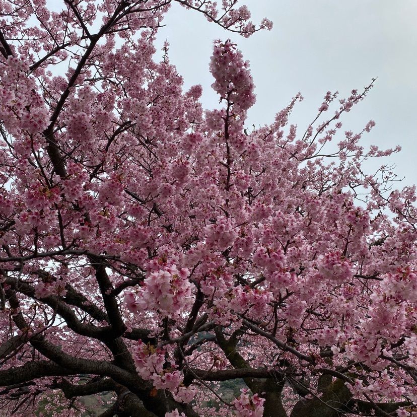 みくさんが投稿した防府市向島の寒桜に関する口コミの画像