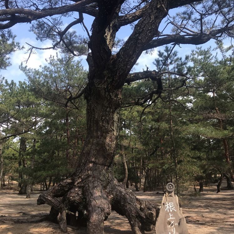 eririnさんが投稿した慶野松原海岸に関する口コミの画像