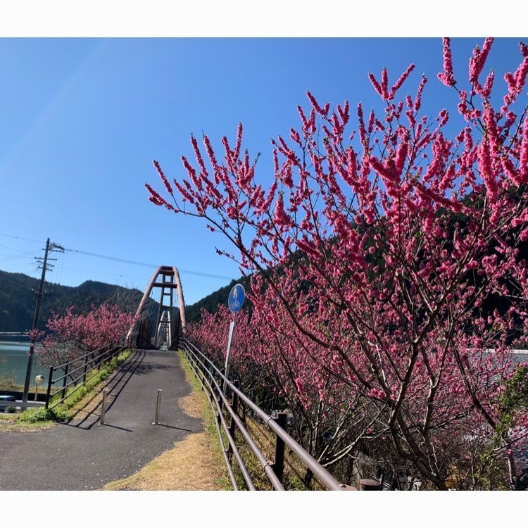 Howl Monさんが投稿した道の駅 天竜相津 花桃の里に関する口コミの画像