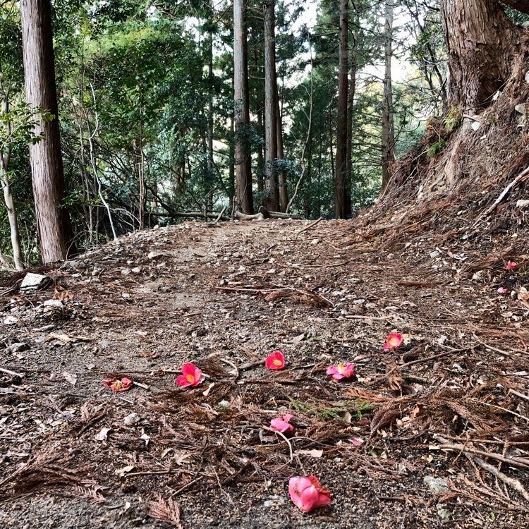 modern_market_3a12さんが投稿した野登山に関する口コミの画像