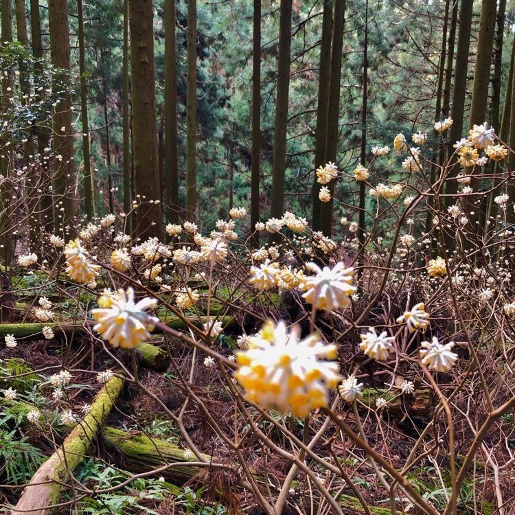 modern_market_3a12さんが投稿した野登山に関する口コミの画像
