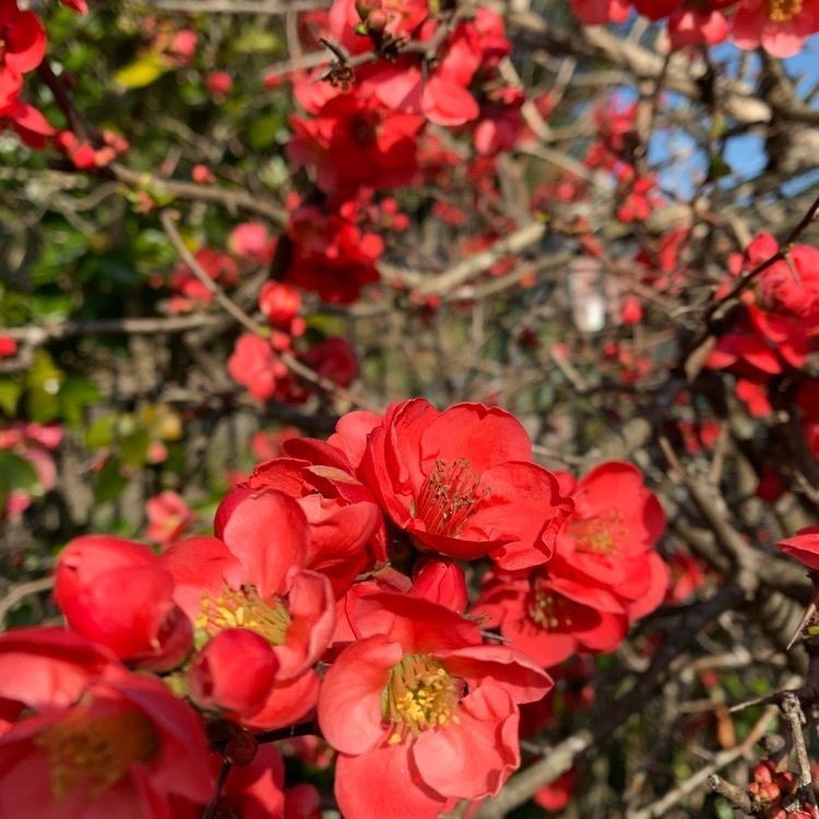 blossom&C7の画像