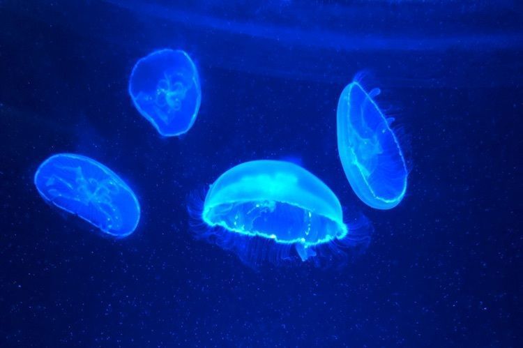 #京都 #京都のお出かけスポット #京都おすすめ #水族館 #くらげ #お出かけ #お出かけスポット #フォトジェニック