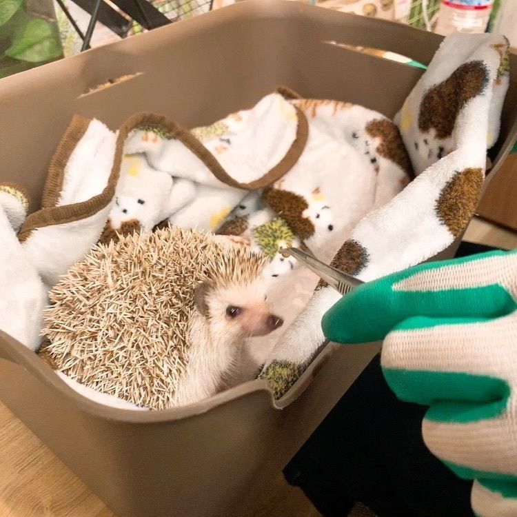 日和見そばの日常   柴そば＆ひよりさんが投稿したハリーウッド なんば店（HARRY WOOD）に関する口コミの画像