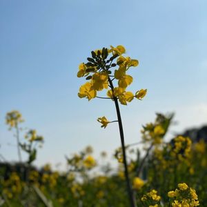 展海峰の菜の花 8枚目
