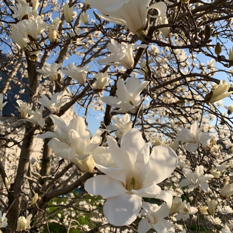 blossom&C7の画像