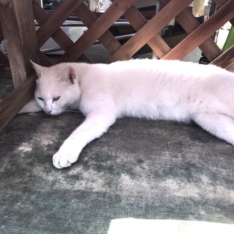 emico.fさんが投稿した大森バラ園芸に関する口コミの画像