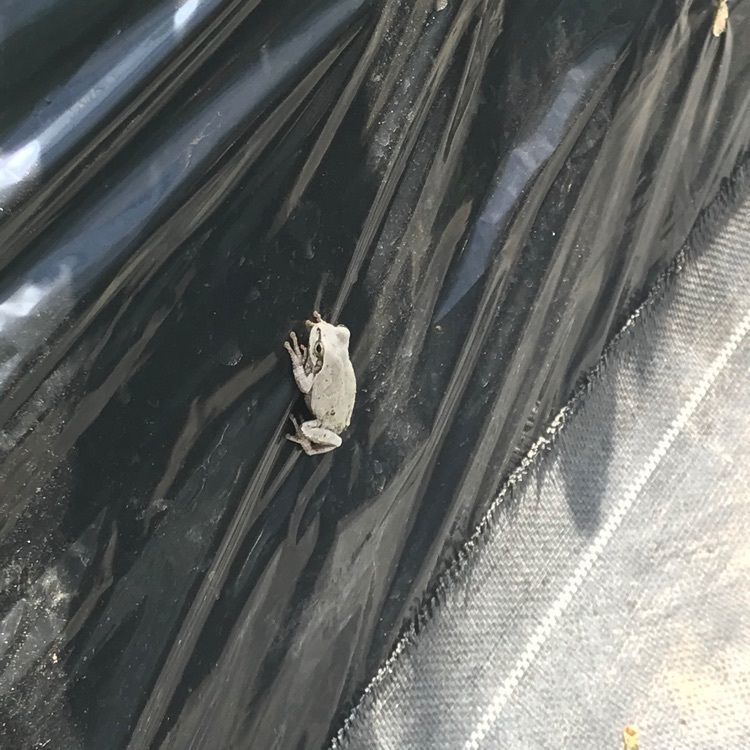 emico.fさんが投稿した大森バラ園芸に関する口コミの画像