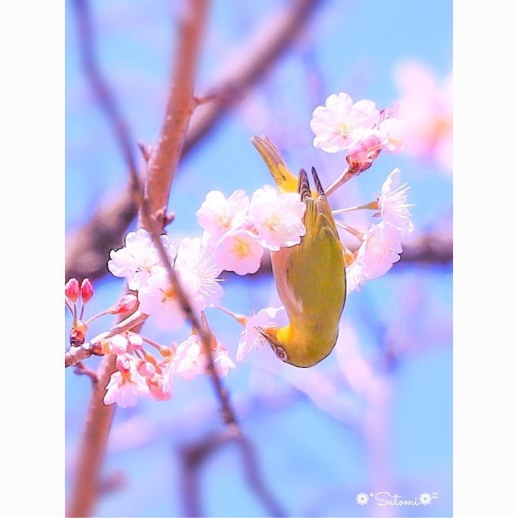 satomi24の画像