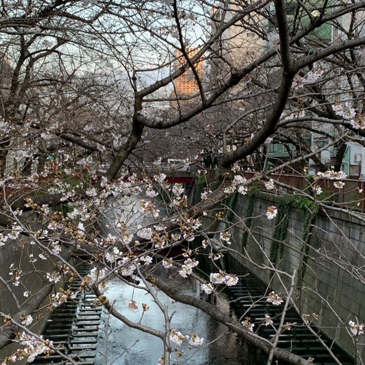 favorite_garden_9805さんが投稿したはし田屋 中目黒店に関する口コミの画像