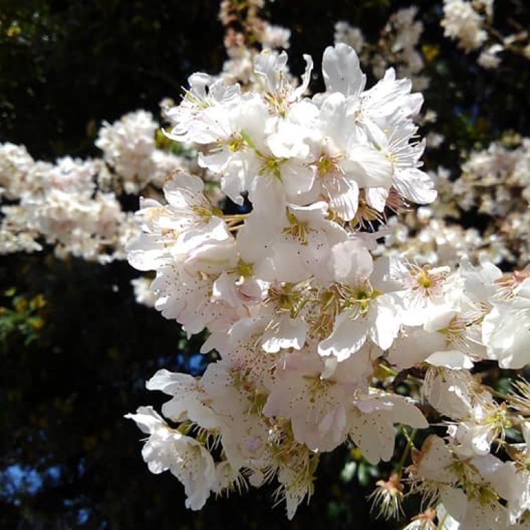 A bientot Japonさんが投稿した菊陽杉並木公園さんさんに関する口コミの画像
