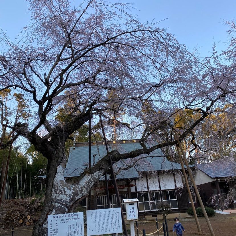 凱風快晴さんが投稿した福星寺のしだれ桜に関する口コミの画像
