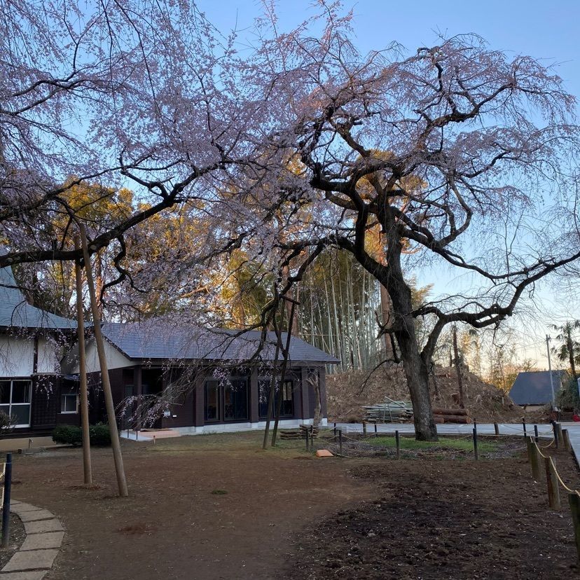 凱風快晴さんが投稿した福星寺のしだれ桜に関する口コミの画像