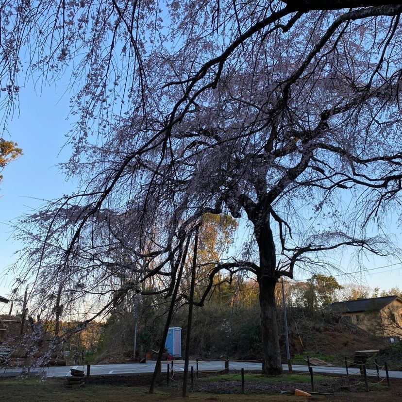 凱風快晴さんが投稿した福星寺のしだれ桜に関する口コミの画像