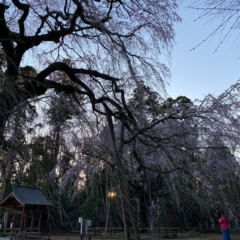 凱風快晴さんが投稿した福星寺のしだれ桜に関する口コミの画像