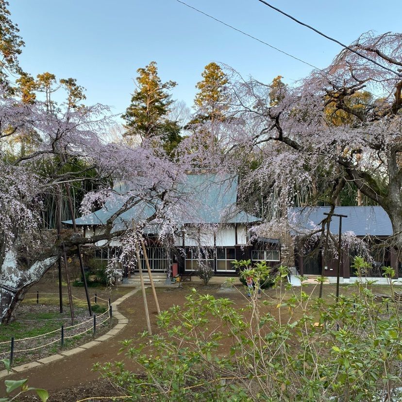 凱風快晴さんが投稿した福星寺のしだれ桜に関する口コミの画像