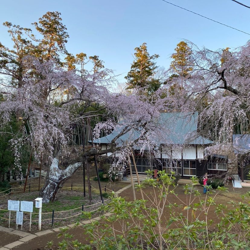 凱風快晴さんが投稿した福星寺のしだれ桜に関する口コミの画像
