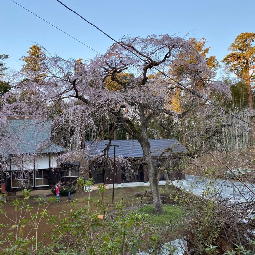 凱風快晴さんが投稿した福星寺のしだれ桜に関する口コミの画像