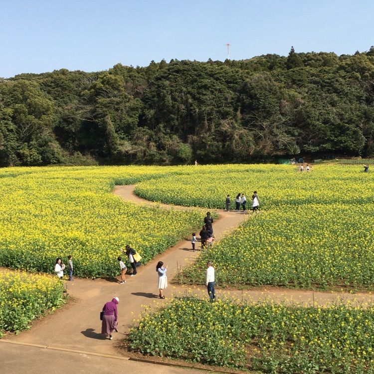 ぴろろんさんが投稿した展海峰の菜の花に関する口コミの画像