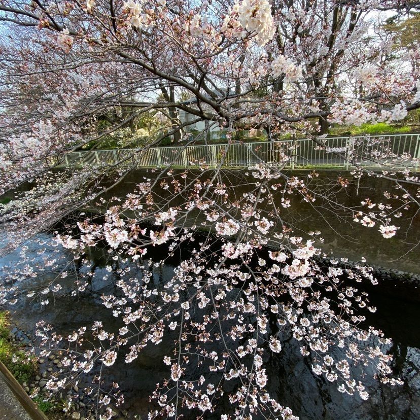さっちゃんさんが投稿した塚山公園に関する口コミの画像