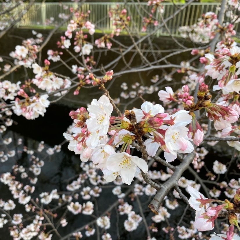 さっちゃんさんが投稿した塚山公園に関する口コミの画像