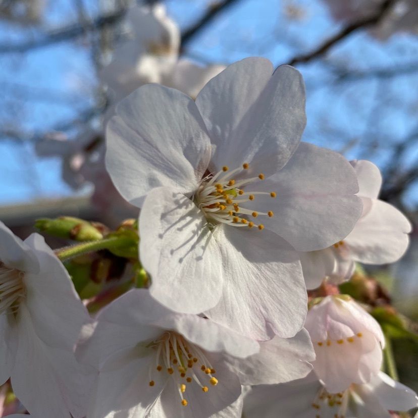 さっちゃんさんが投稿した塚山公園に関する口コミの画像