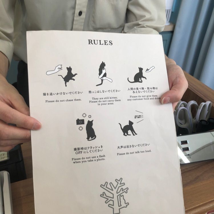 Jineiさんが投稿した猫カフェ MOCHA イオンレイクタウン店 （ネコカフェモカ）に関する口コミの画像
