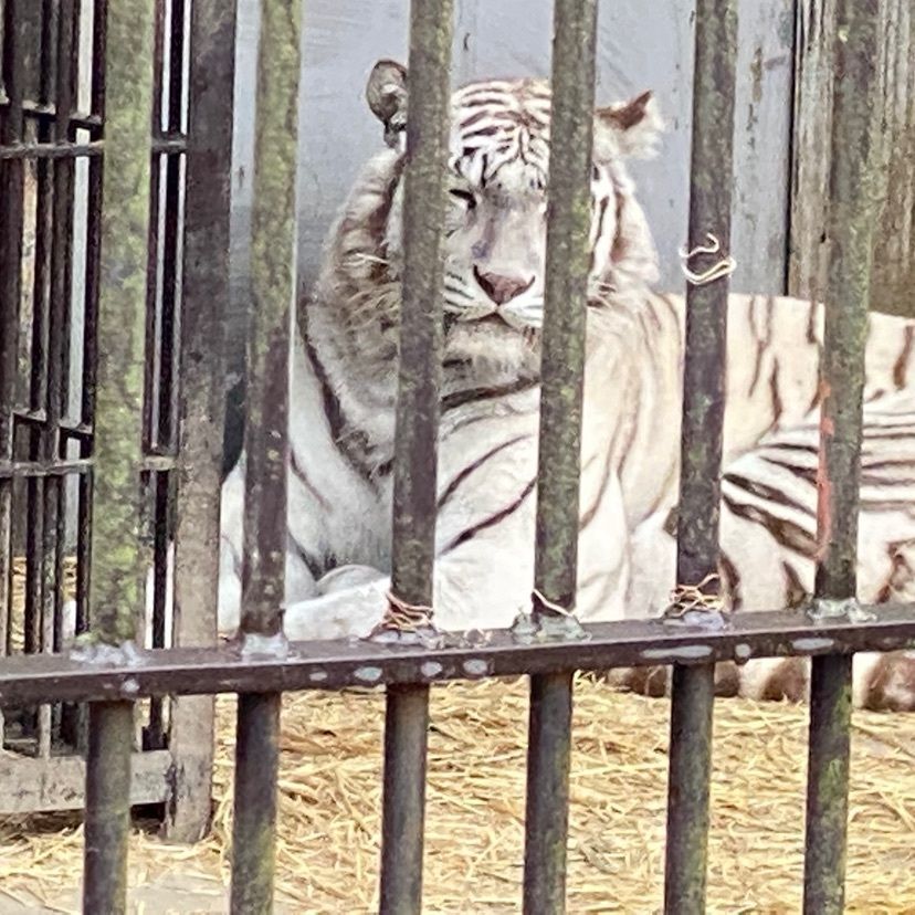 ☆κει☆さんが投稿した宇都宮動物園に関する口コミの画像