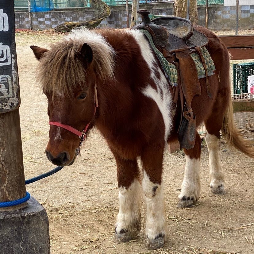 ☆κει☆さんが投稿した宇都宮動物園に関する口コミの画像